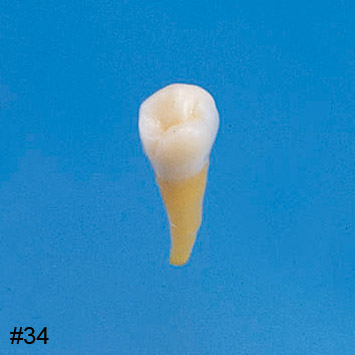 Anatomical Tooth Model [B3-SB.1]