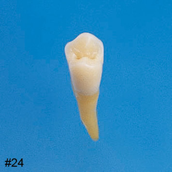 Anatomical Tooth Model [B3-SB.1]