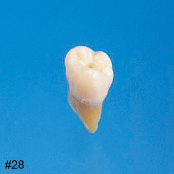Anatomical Tooth Model [B3-SB.1]