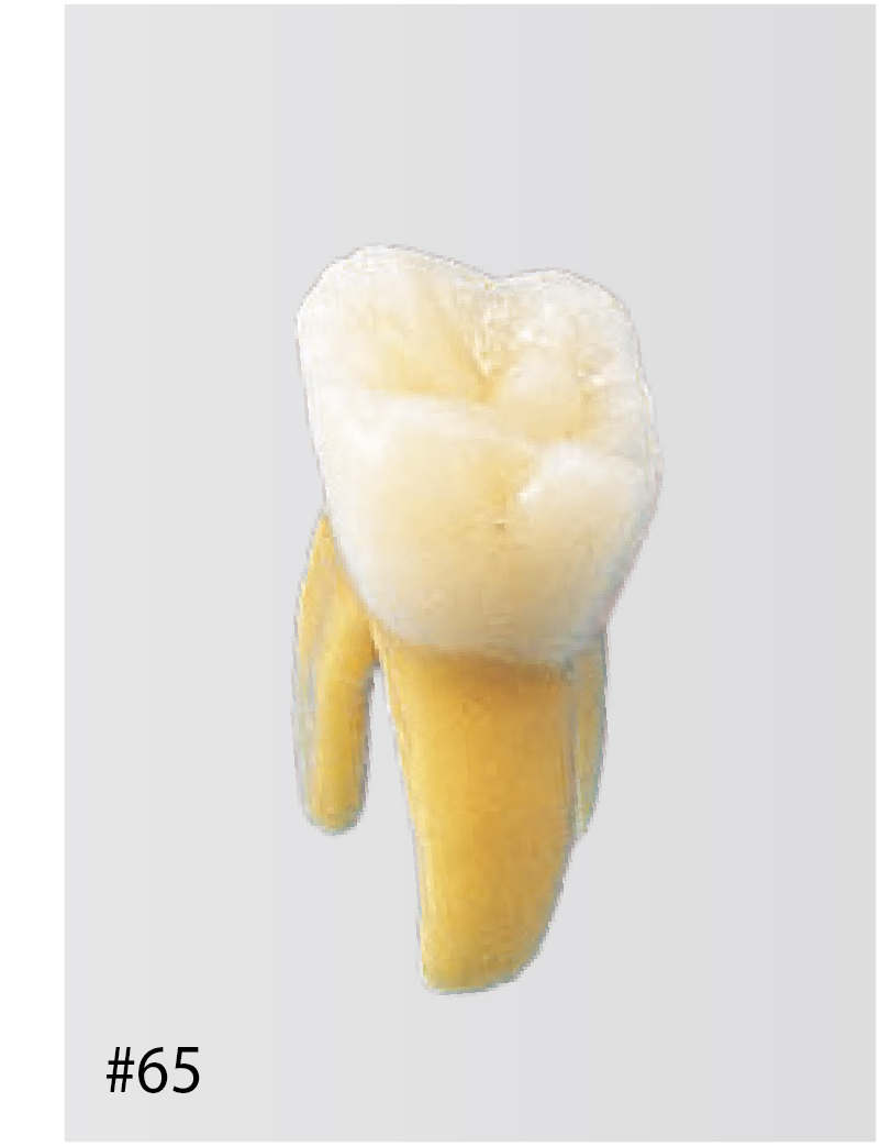 ほぼ新品 NISSIN dentalmodel 額模型 Anatomical Primary Tooth Model [B4-309B] | Nissin Dental Products