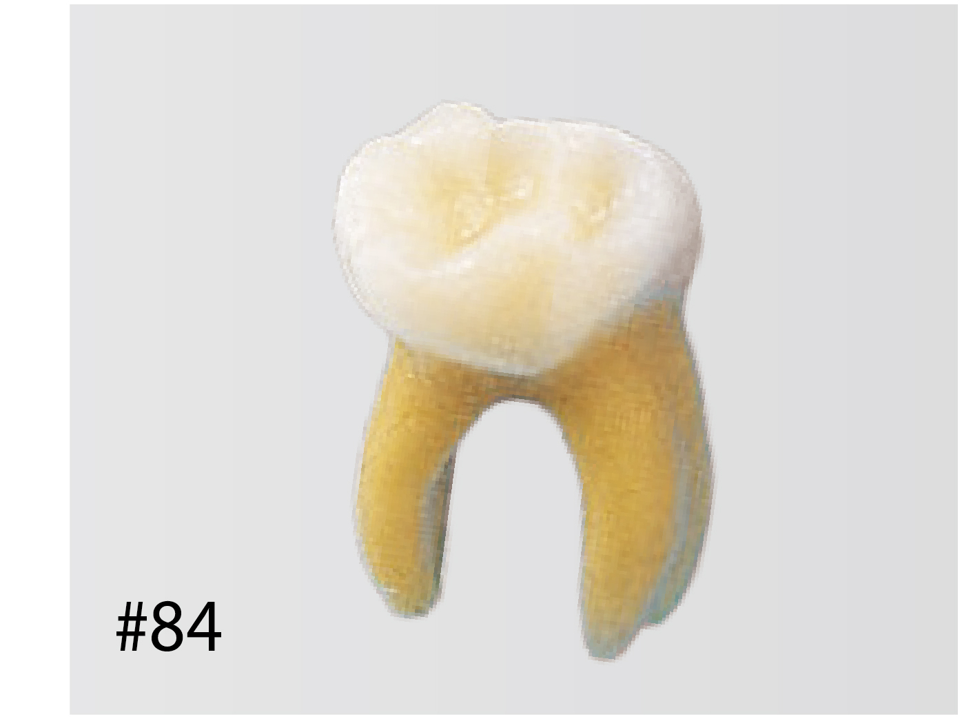 Anatomical Primary Tooth Model [B4-309B]