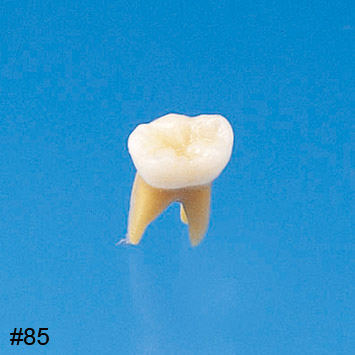 Anatomical Primary Tooth Model [B4-309B]
