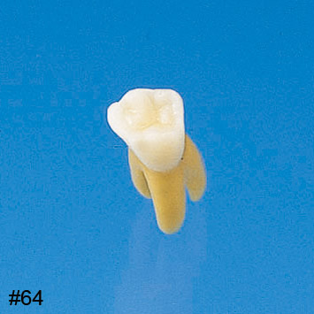 Anatomical Primary Tooth Model [B4-309B]