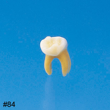 Anatomical Primary Tooth Model [B4-309B]