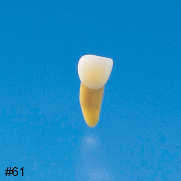 Anatomical Primary Tooth Model [B4-309B]