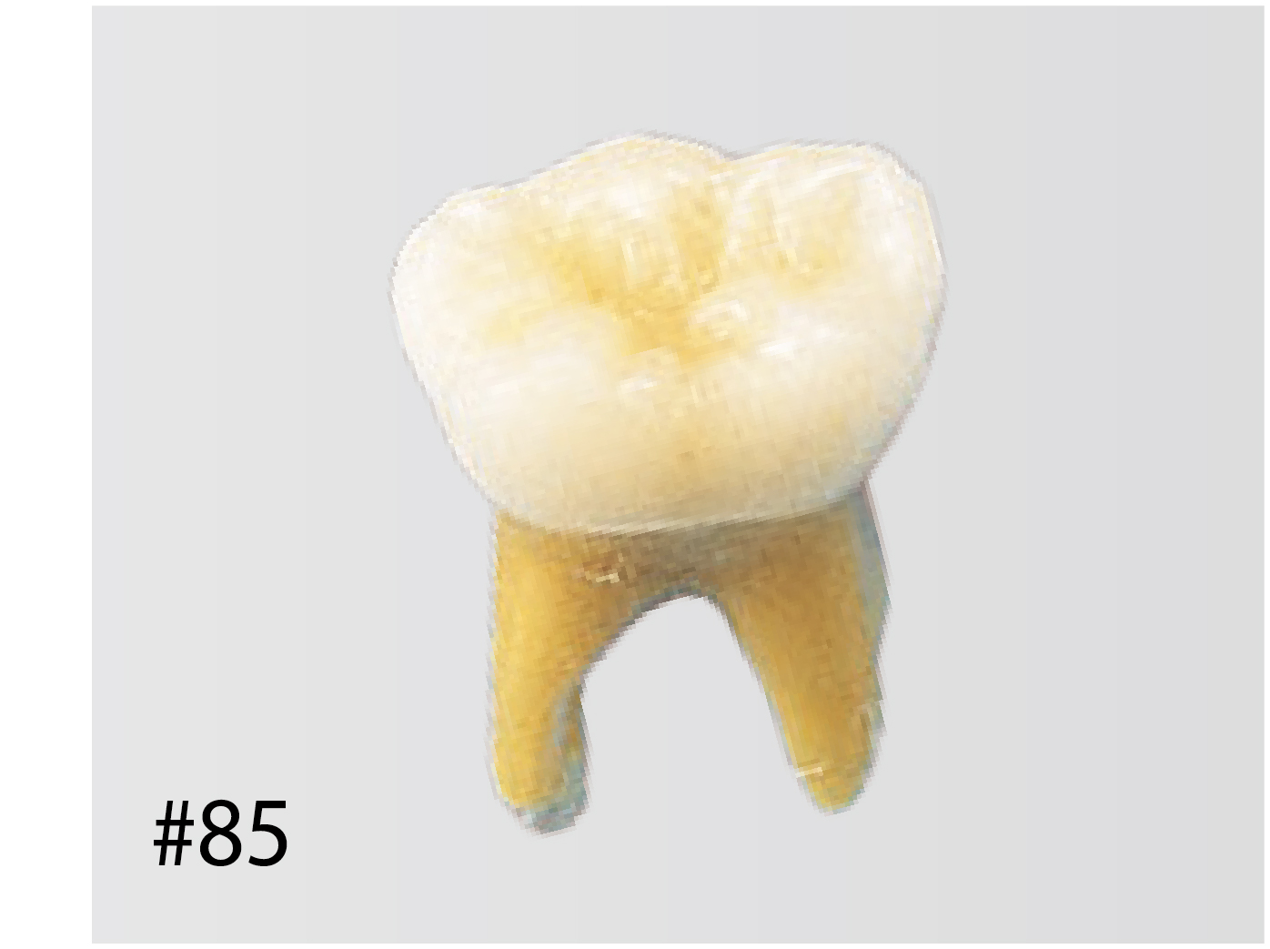 Anatomical Primary Tooth Model [B4-309]
