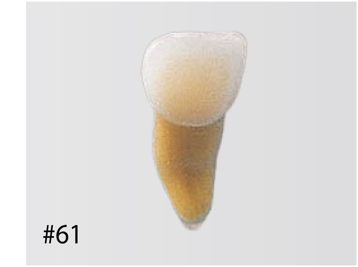 Anatomical Primary Tooth Model [B4-309]