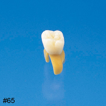 Anatomical Primary Tooth Model [B4-309]
