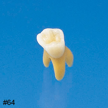 Anatomical Primary Tooth Model [B4-309]