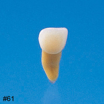 Anatomical Primary Tooth Model [B4-309]