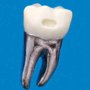 Typodont Tooth Model [B9-500D]