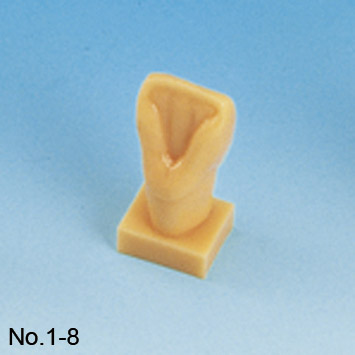 Tooth Carving Step Model Kit [C11-TU.1]