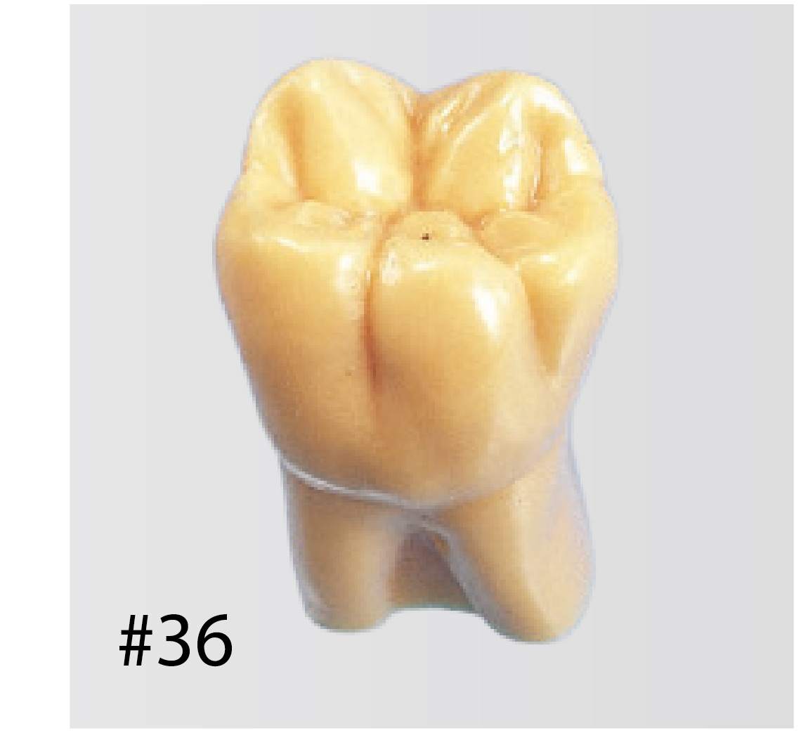 2X Size Tooth Model [C12-AT.1A]