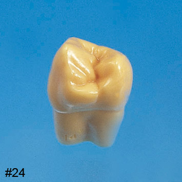 2X Size Tooth Model [C12-AT.1A]