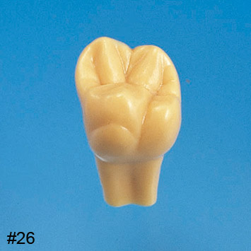 2X Size Tooth Model [C12-AT.1A]