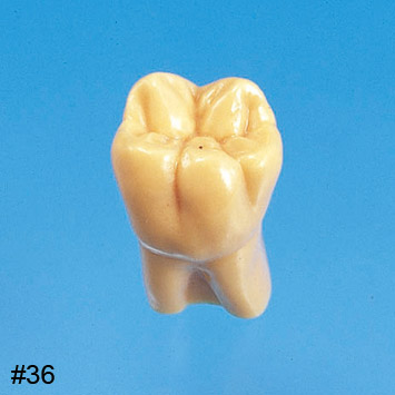 2X Size Tooth Model [C12-AT.1A]