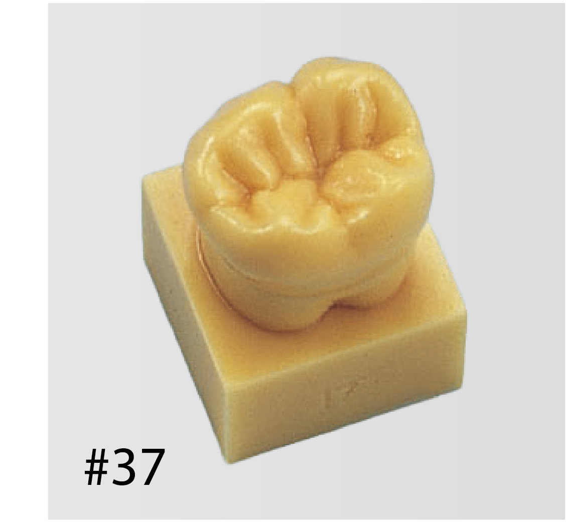 1.2X Size Tooth Model with Base [C13-AT.31]