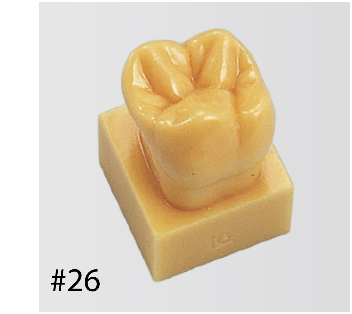 1.2X Size Tooth Model with Base [C13-AT.31]