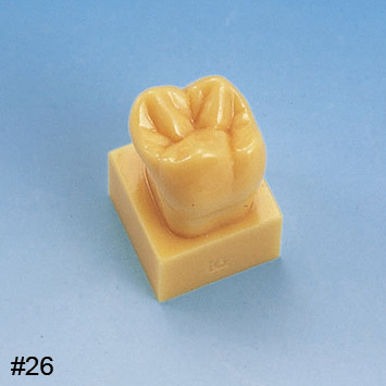 1.2X Size Tooth Model with Base [C13-AT.31]