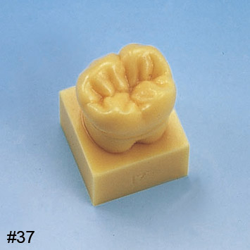 1.2X Size Tooth Model with Base [C13-AT.31]