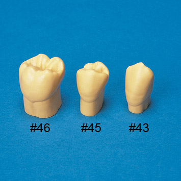 4X Size Resin Tooth Model [C3-304]