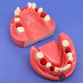 Electrical Root Canal Length Measurement Training Model Jaw [CON1001 Series]
