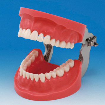 Prosthetic Restoration Jaw Model (32 teeth) [CON2001-UL-HD-FEM-32]