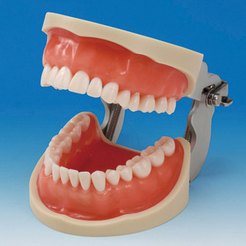 Operative Jaw Model (32 teeth) [CON2001-UL-UP-FEM-32]