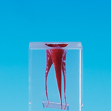 Root Canal Model [E-END3L Series]