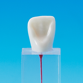 Root Canal Model [E-END3M Series]