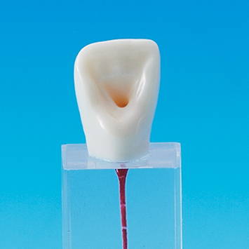Root Canal Model [E-END3N Series]