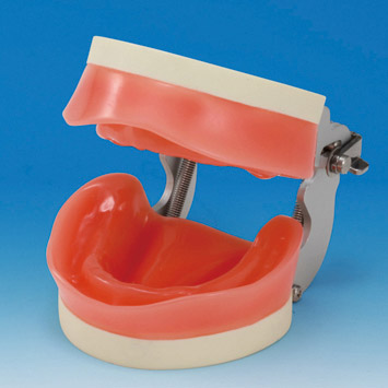 Soft Gingiva Edentulous Model [EDE1002-UL-UP-FEM]