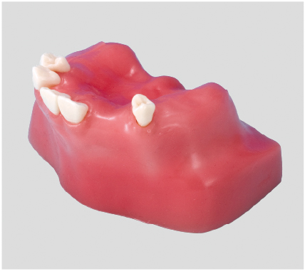 Sinus Lift Practice Model [IMP1007-U-SP]