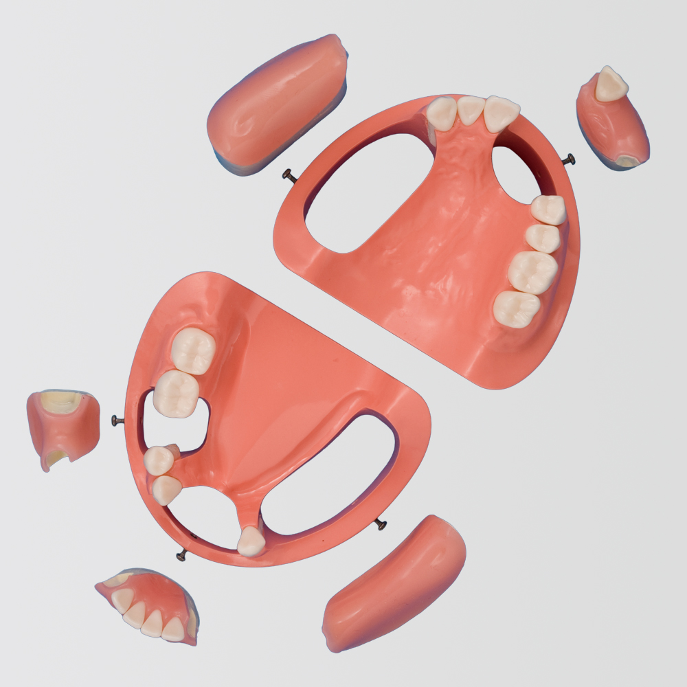 Implant Comprehensive Practice (Maxillary Jaw) [IMP1011-U-SP], (Mandibular Jaw) [IMP1012-L-SP]