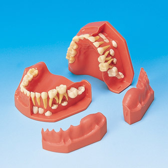 Developmental Study Model [PE-PDI004] (Age 3&6)
