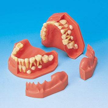 Developmental Study Model [PE-PDI005] (Age 5&9)