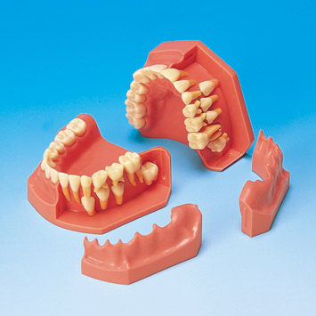 Developmental Study Model [PE-PDI006] (Age 9&12)