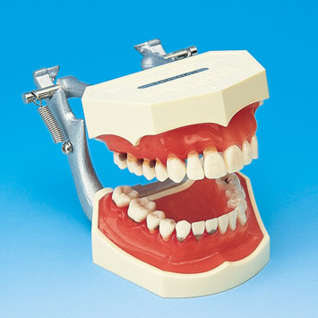 Periodontal Disease Model [PE-PER005]