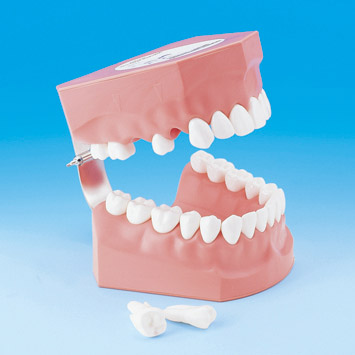 Tooth Brushing Demonstration Model [PE-STP002](Permanent Dentition)