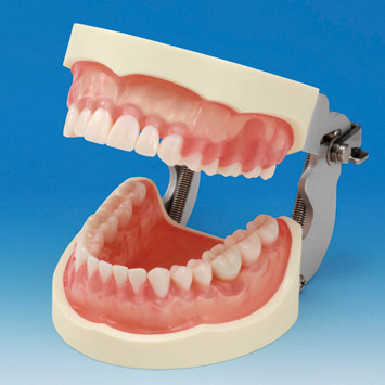 SRP Jaw Model [PER2001-UL-SCP-FEM-32]