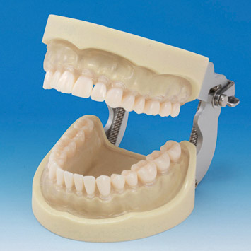 Prosthetic Restoration Jaw Model (32 teeth) [PRO2001-UL-SC-FEM-32]