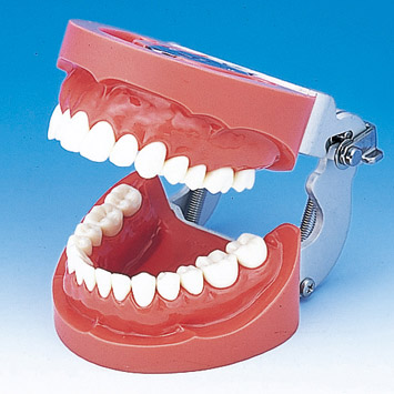 Hard Gingiva Jaw Model (28 teeth) [PRO2002-UL-HD-FEM-28]
