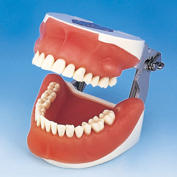 Oral Surgery Jaw Model [SUG1003-UL-SP-FEM-28]