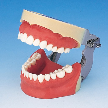 Infiltration Anesthesia Jaw Model [SUG1004-UL-SP-FEM-28]