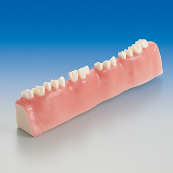 Apicoectomy Practice Model [SUG1009-T-SP]