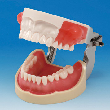 Incision/Pus Removal Model [SUG2001-UL-SP-FEM-28]