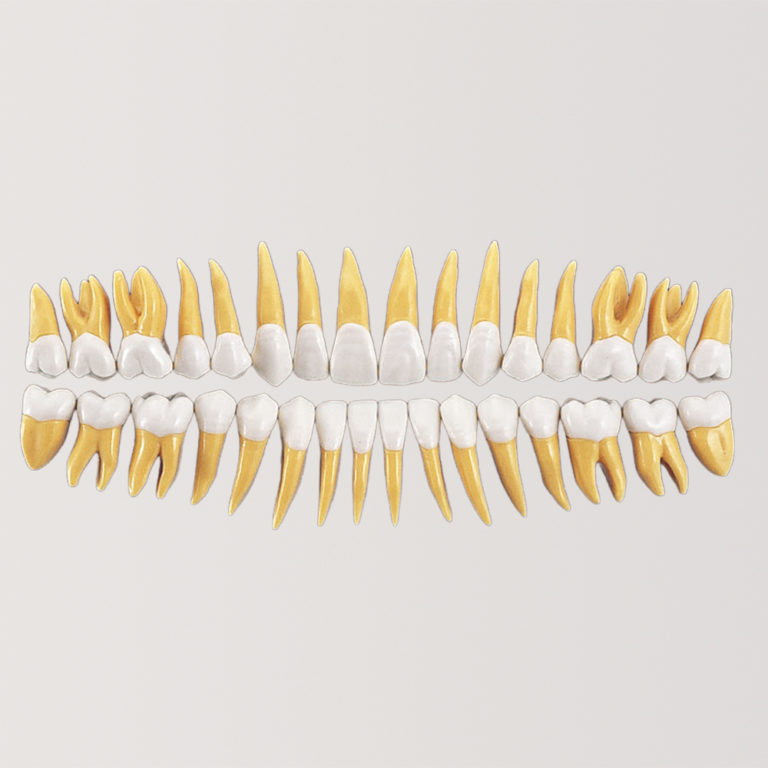 2.5X Size Anatomical Tooth Model(32set) [B10-330(32S)] | Nissin Dental ...