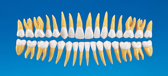 2.5X Size Anatomical Tooth Model(32set) [B10-330(32S)]