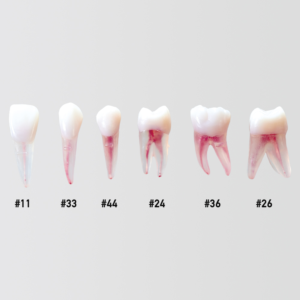 Anatomical Pulp Cavity & Root Model [B22XAG-7 Series]