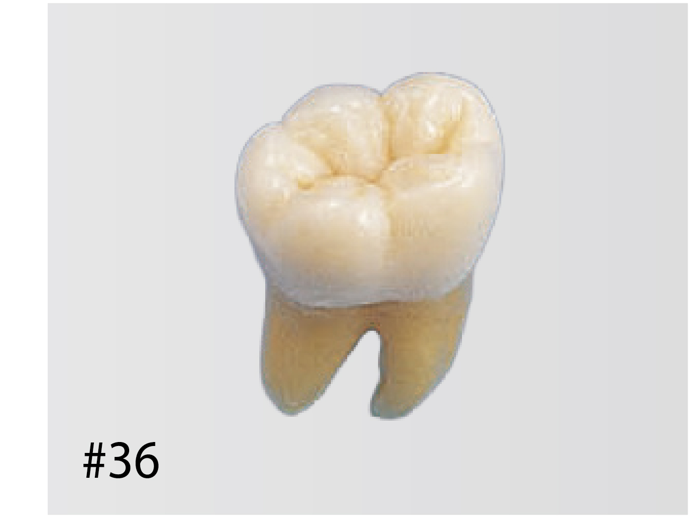 Anatomical Tooth Model [B3-305] | Nissin Dental Products Inc